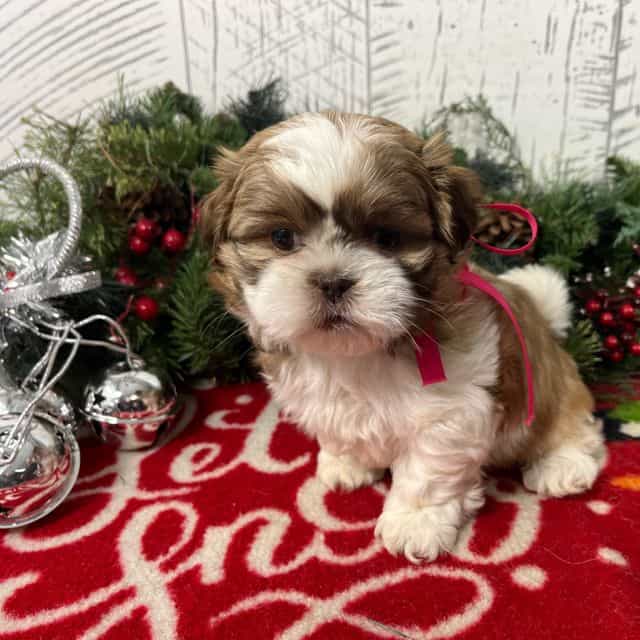 Lassie - Shih Tzu Female