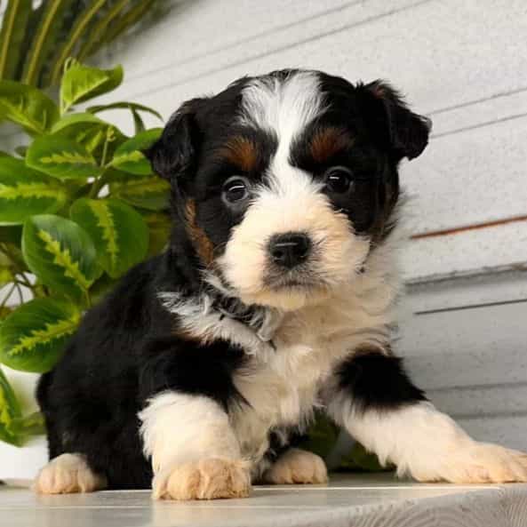 Rocky - Bernedoodle Male