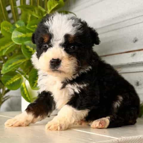 Hazel - Bernedoodle Female