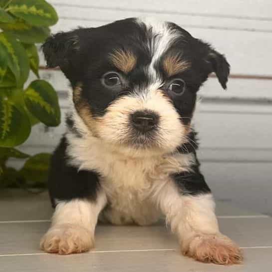 Willow - Bernedoodle Female