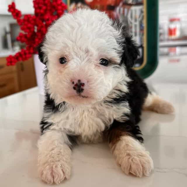 Chloe - Bernedoodle Female