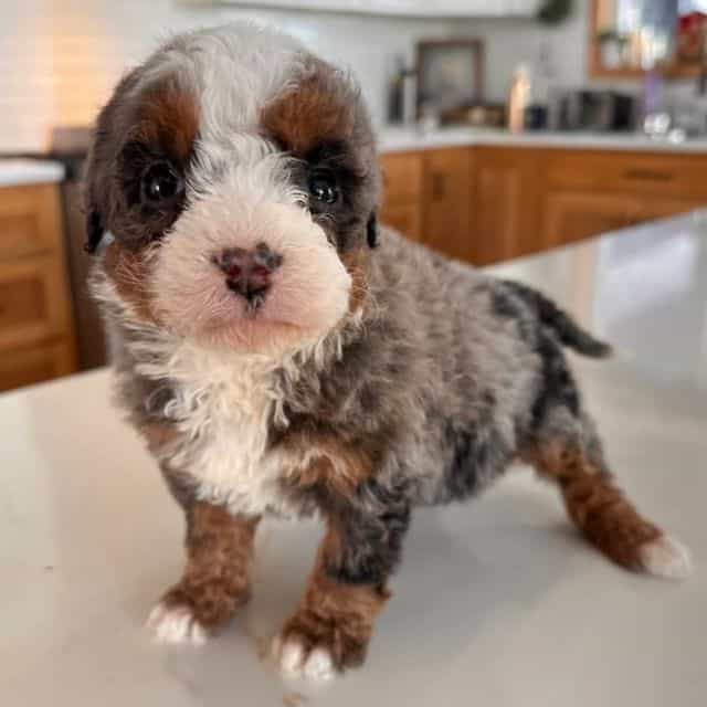 Nola - Bernedoodle Female