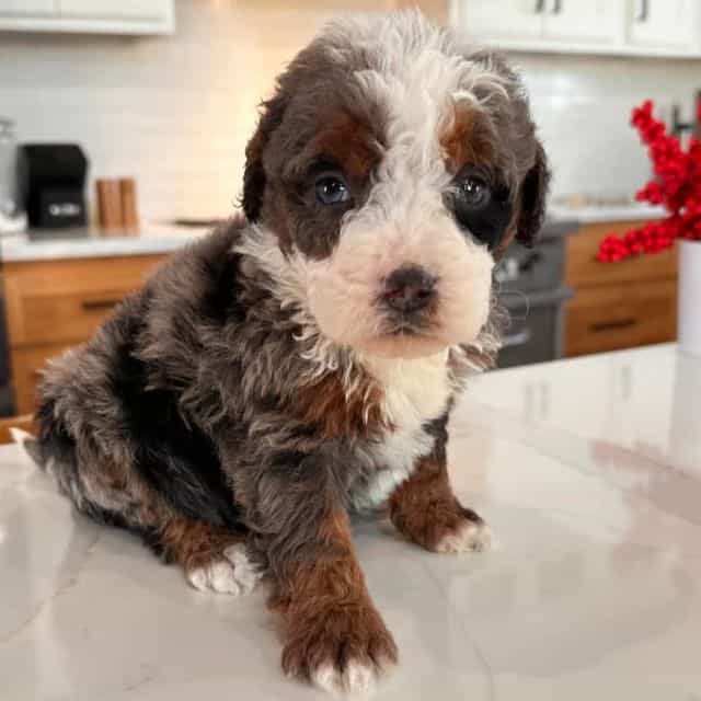 Kevin - Bernedoodle Male