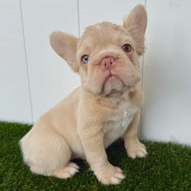 Ella - French Bulldog Female