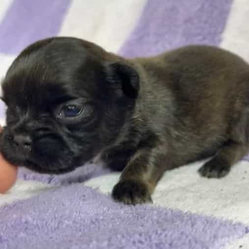 Max - French Bulldog Female