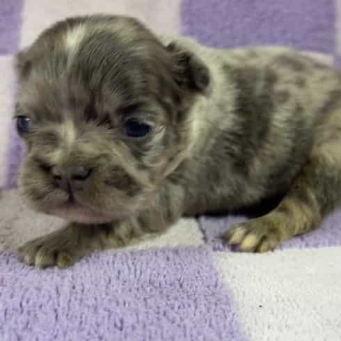 Nancy - French Bulldog Female