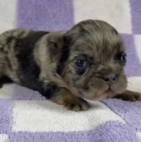 Robin - French Bulldog Female