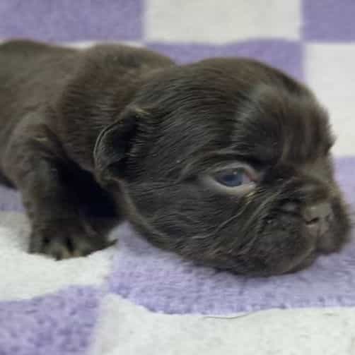 Jane - French Bulldog Female