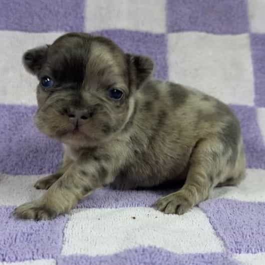 Kali - French Bulldog Female