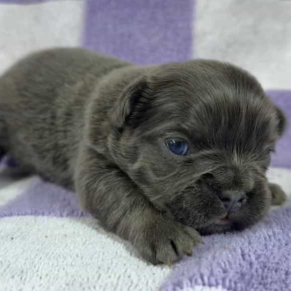 Joyce - French Bulldog Female