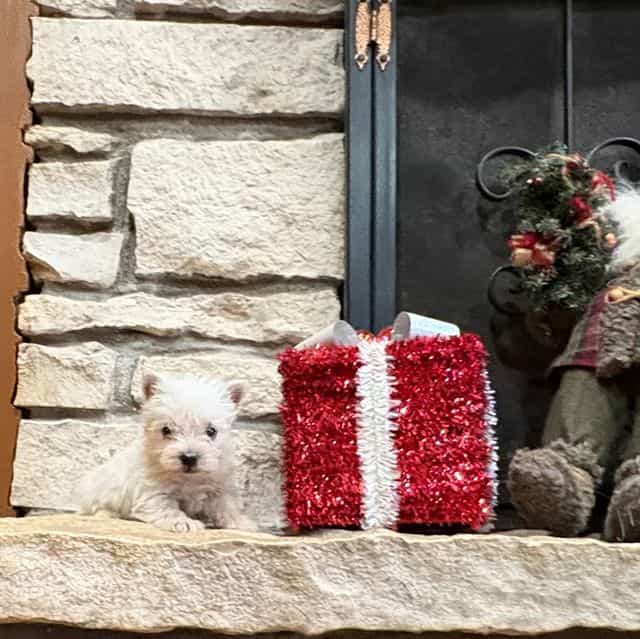 Kirby  - West Highland White Terrier Male