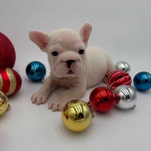 Bunny - French Bulldog Female