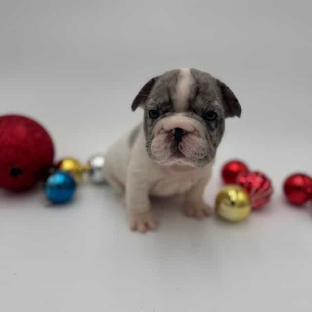 Blossom  - French Bulldog Female