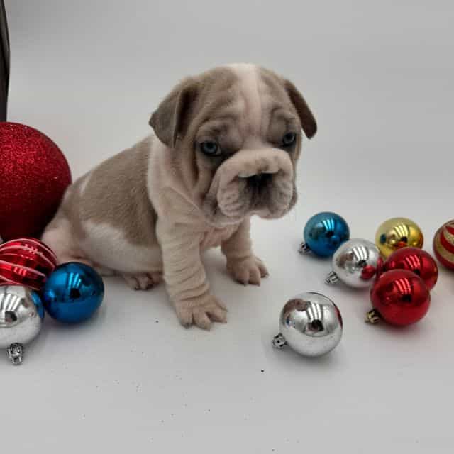 Tank - French Bulldog Male