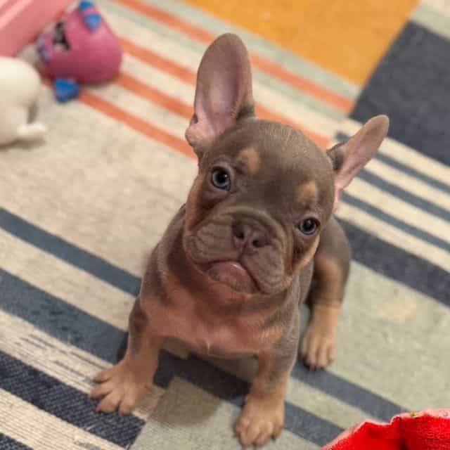 Sinclair  - French Bulldog Male