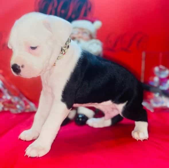 Male 1 - American Pit Bull Terrier Male