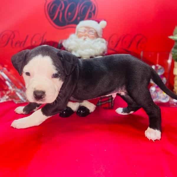 Male 2 - American Pit Bull Terrier Male