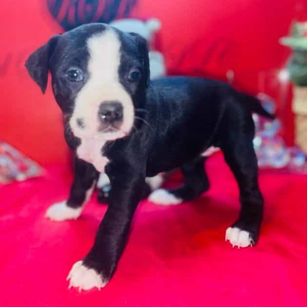 Female - American Pit Bull Terrier Female