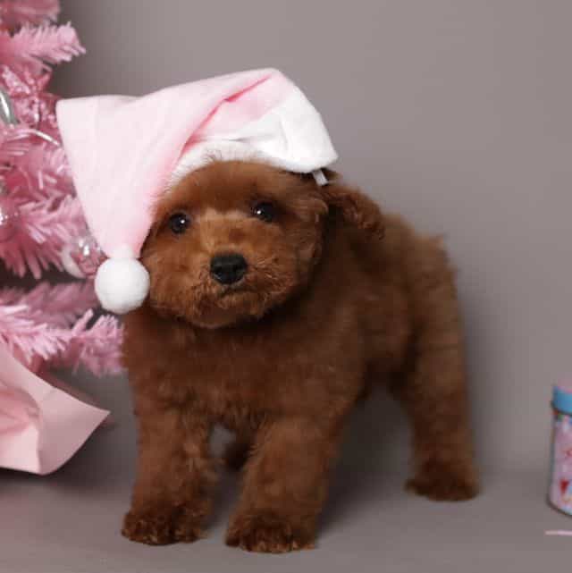 Mila Teddy bear - Toy Poodle Female