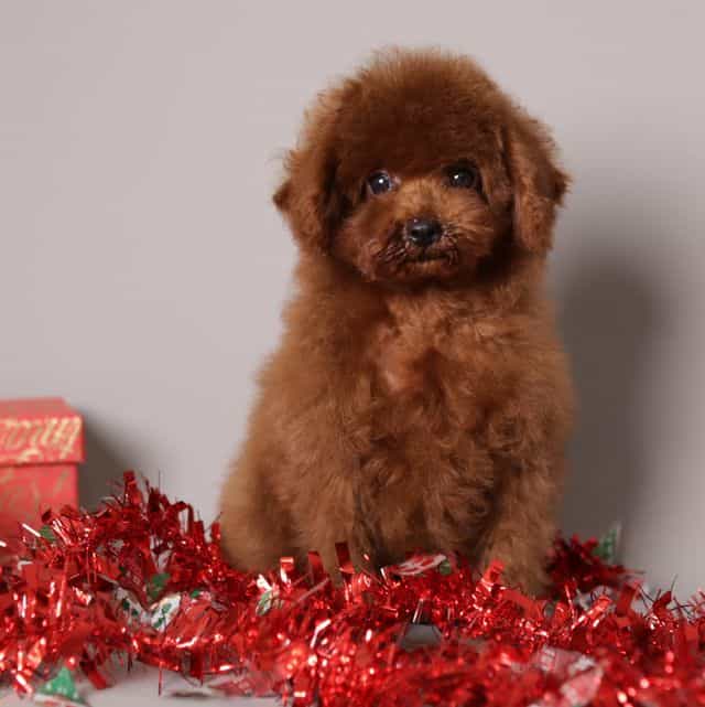 Richie  - Toy Poodle Male