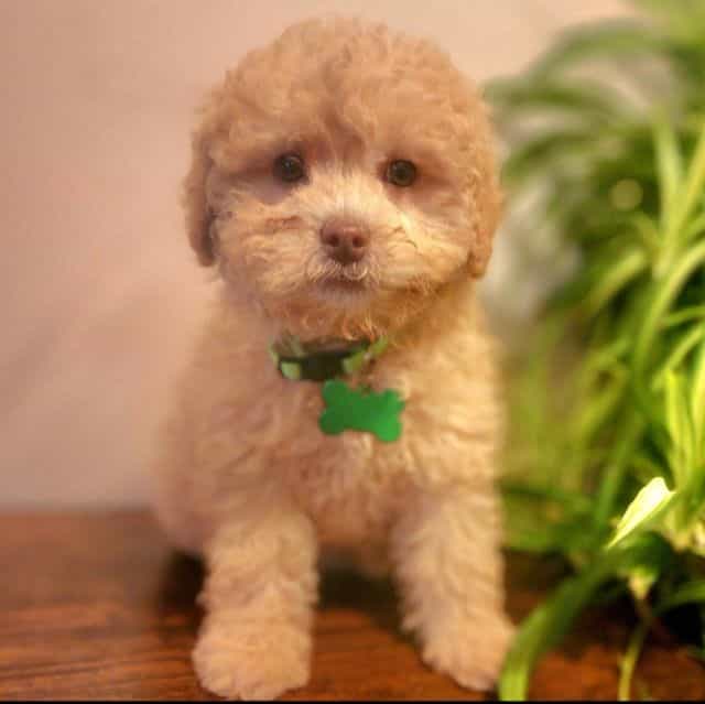 Corbin (mini) - Toy Poodle Male