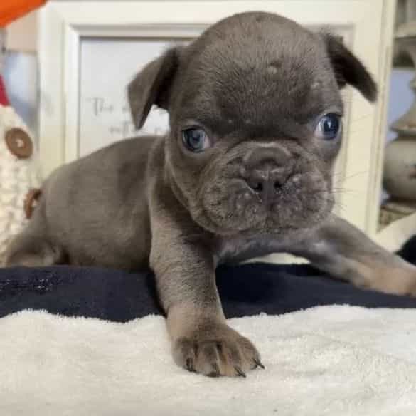 Noah - French Bulldog Male