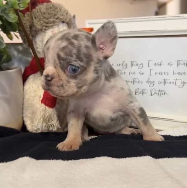 Violet - French Bulldog Female