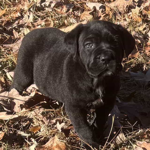 Sasha - Cane Corso Female