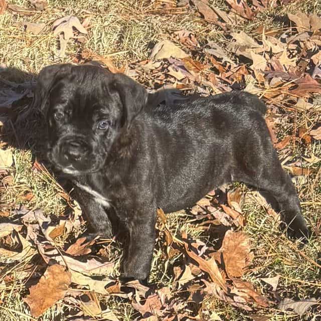Prince - Cane Corso Male