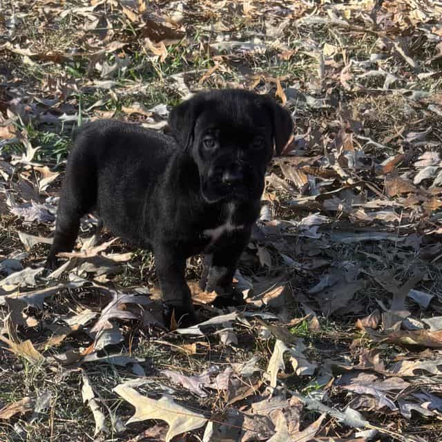 Trina - Cane Corso Female