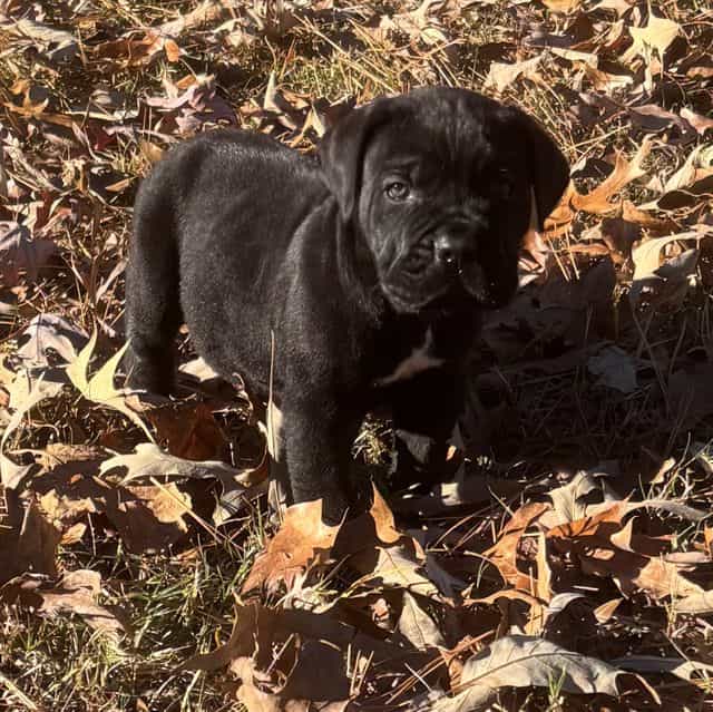Justice - Cane Corso Male