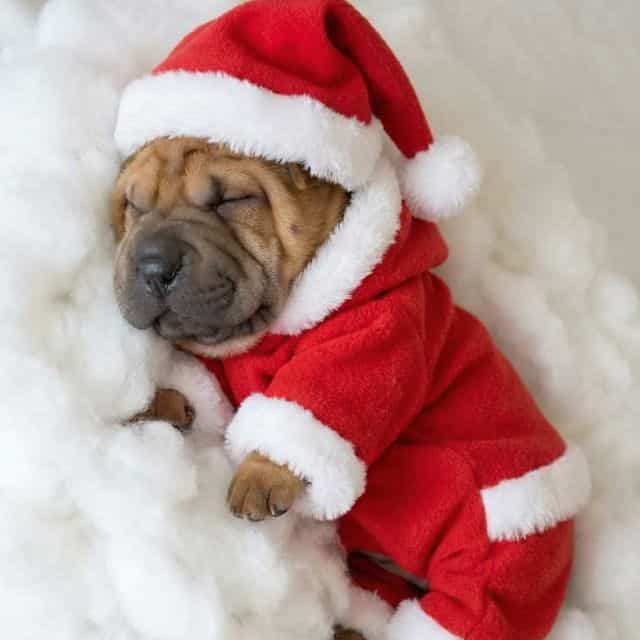 Bruno - Chinese Shar-Pei Male