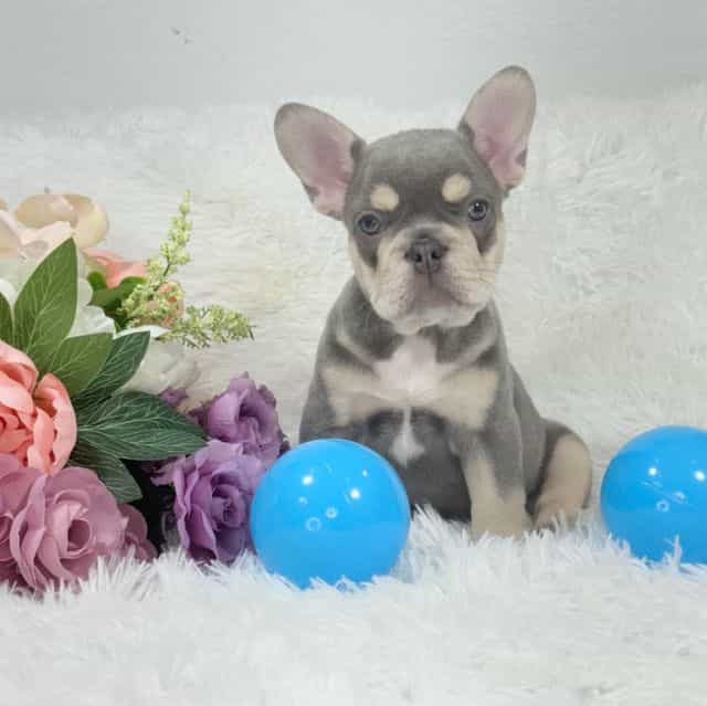 Tubs - French Bulldog Male