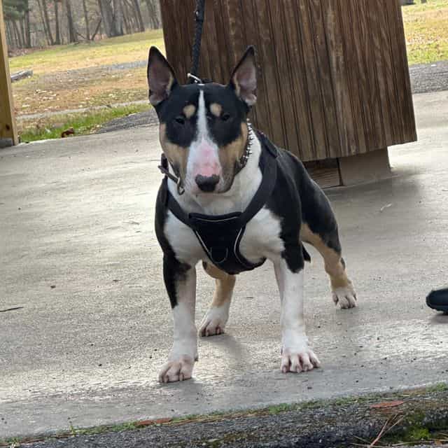 Picasso - Bull Terrier Male
