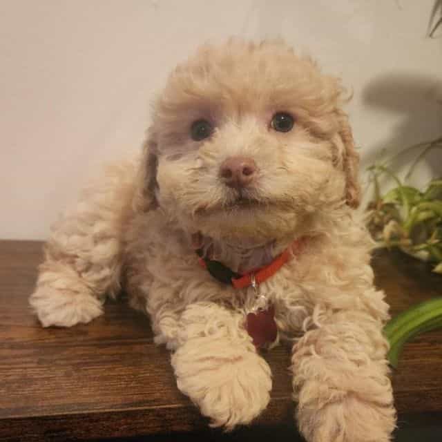 Bronx - Toy Poodle Male