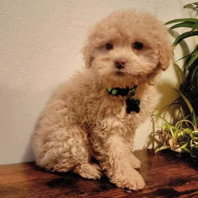 Sammy - Toy Poodle Male