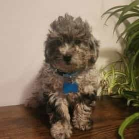 Knox - Toy Poodle Male