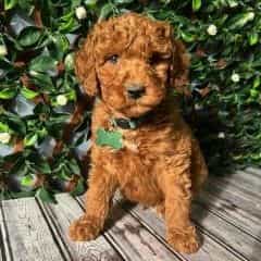 Red Male - Goldendoodle Male