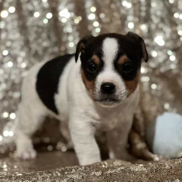 Andy - Jack Russell Terrier Male