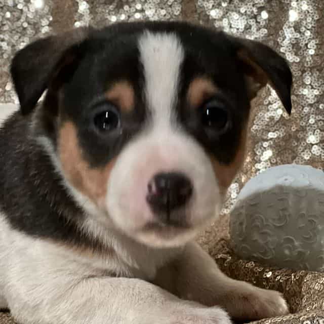 Aiden - Jack Russell Terrier Male