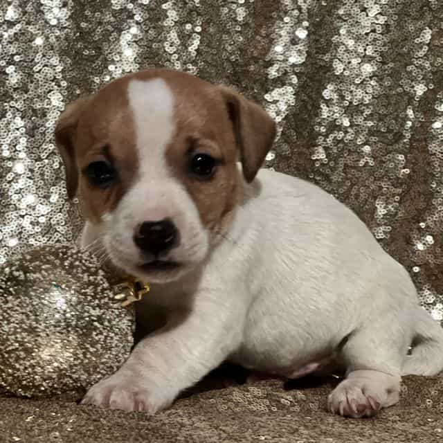 Asher - Jack Russell Terrier Male