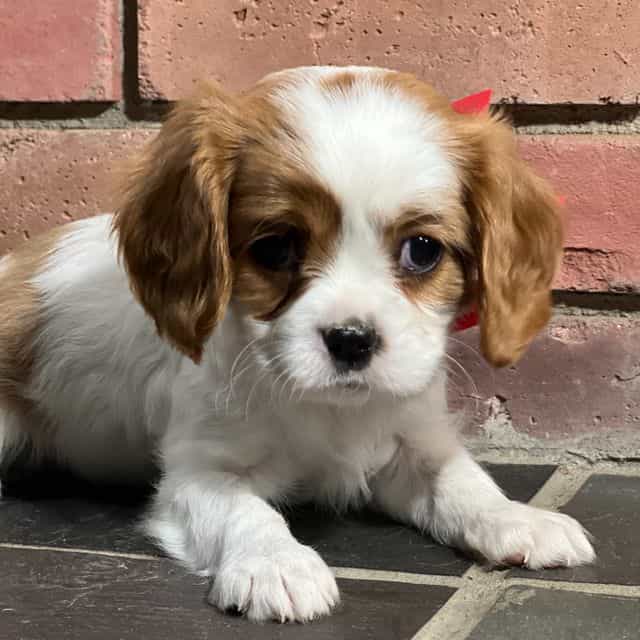 Jimmy - Cavalier King Charles Spaniel Male
