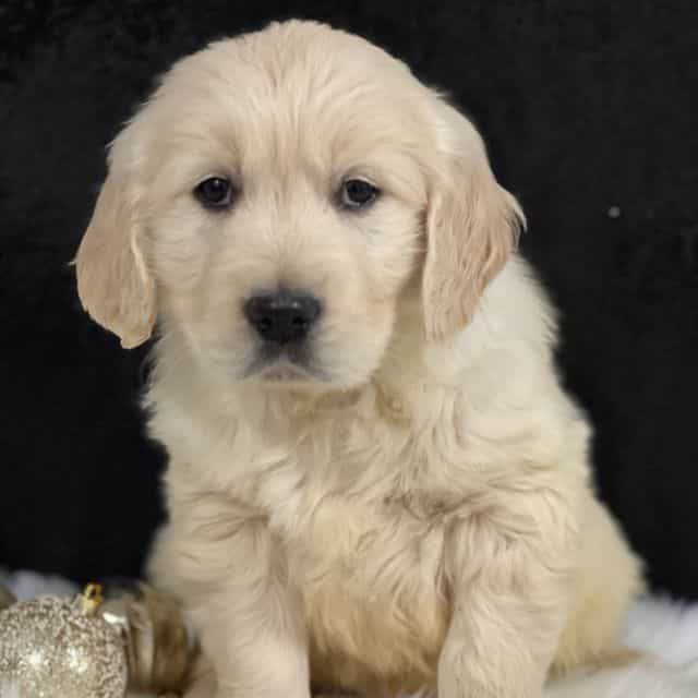 Simon - Golden Retriever Male