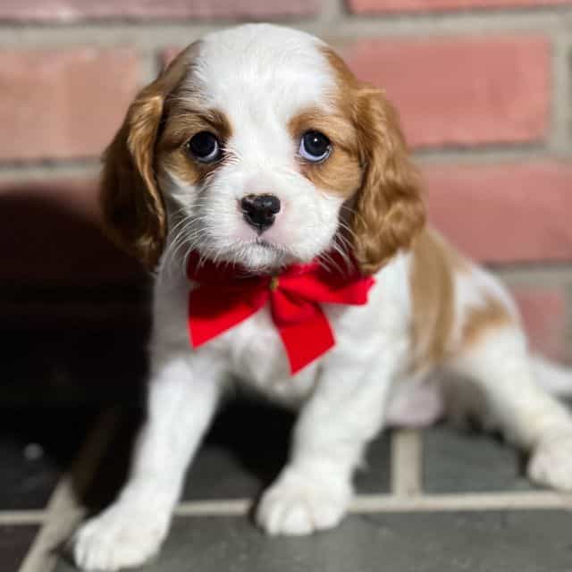 Tilly - Cavalier King Charles Spaniel Female
