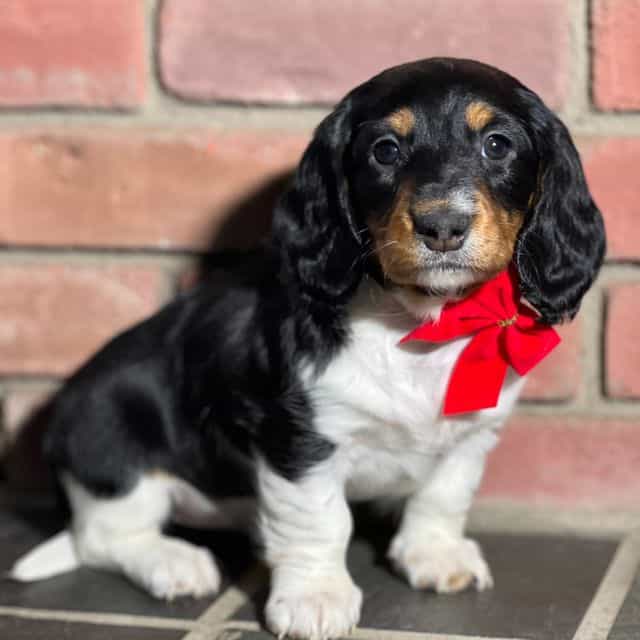 Twila - Dachshund Female