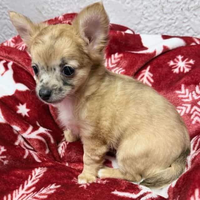 Gia - Chihuahua Female