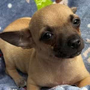 Macho - Chihuahua Male