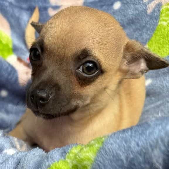 Macho - Chihuahua Male