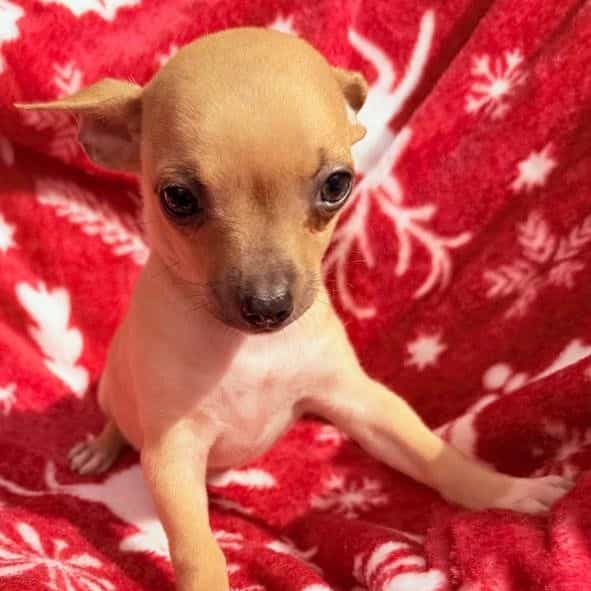 Megan - Chihuahua Female