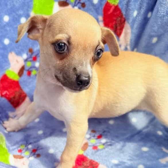 Merlin - Chihuahua Female